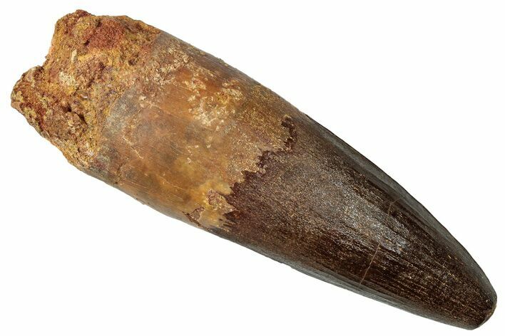 Real Spinosaurus Tooth - Beautiful Enamel Preservation #302854
